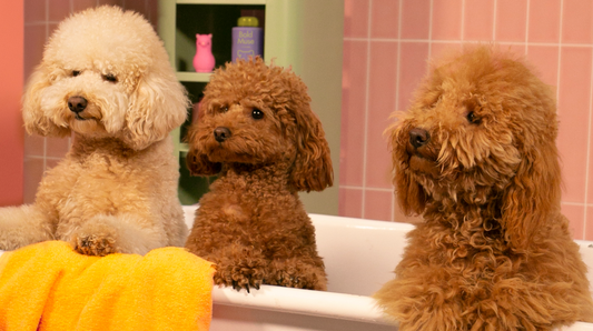 ¿Cómo bañar a nuestros mejores amigos en casa?