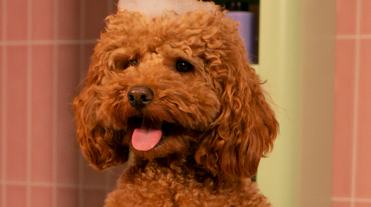 Goa Friends, la nueva marca para animales